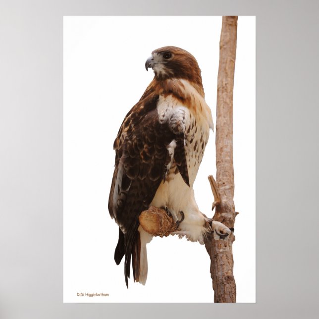 Red Tailing Hawk Poster (Vorne)