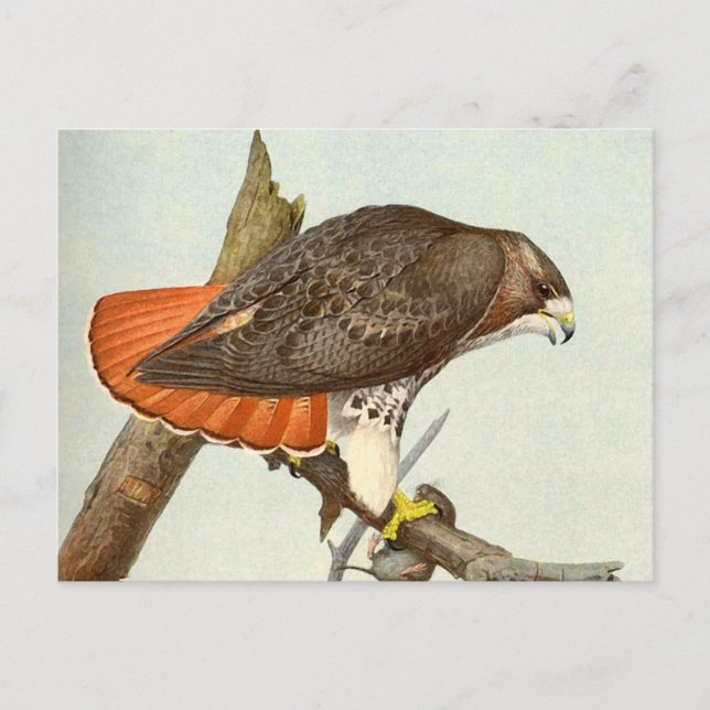 Red Tailing Hawk Postkarte (Vorderseite)