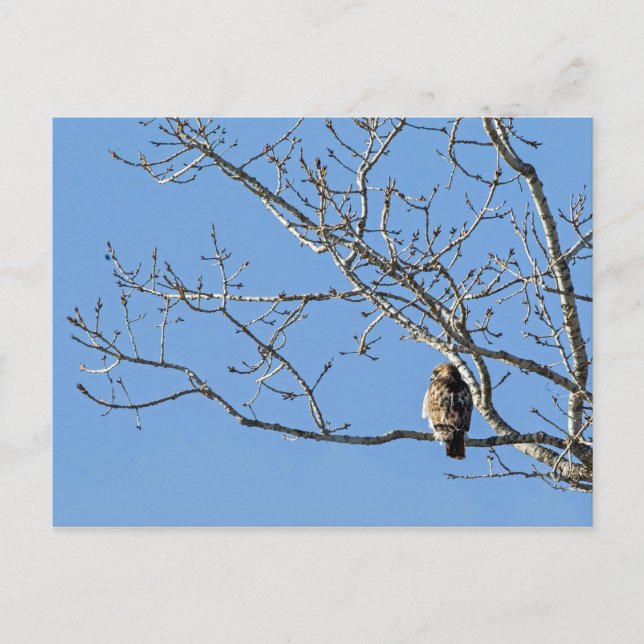 Red Tailing Hawk Postkarte (Vorderseite)