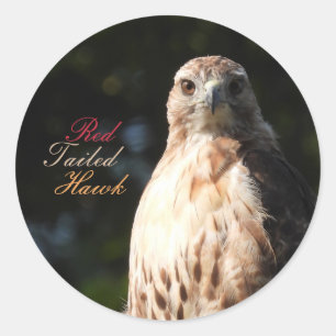 Red Tailing Hawk Stickers