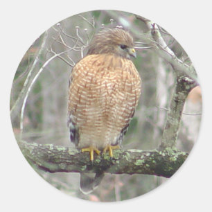 Red Tailing Hawk Stickers