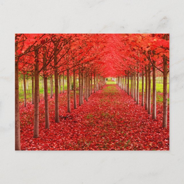 Red Teppich und Sky Postkarte (Vorderseite)
