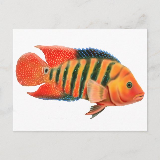 Red Terror Cichlid Postkarte (Vorderseite)