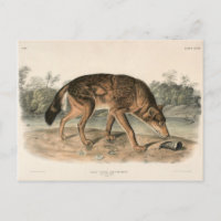 Red Texan Wolf (Canis lupus) aus Nordamerika