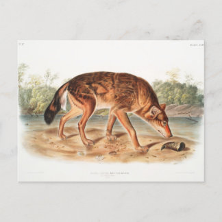 Red Texan Wolf von John Woodhouse Audubon Postkarte