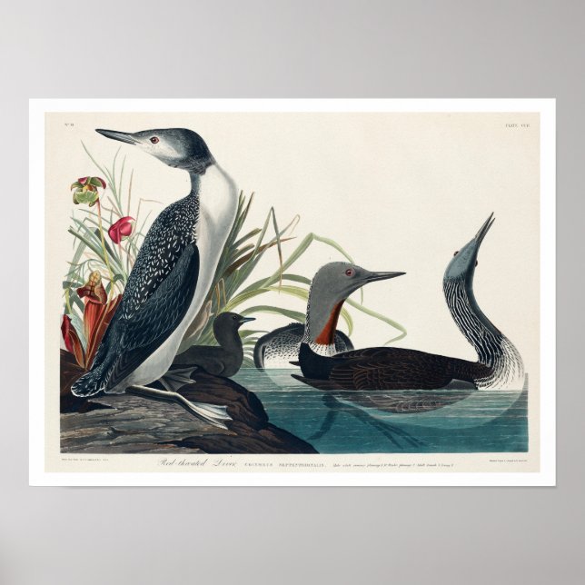 Red Throated Diver by Audubon Poster (Vorne)