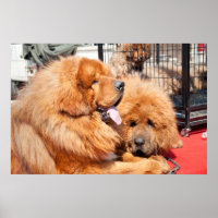 Red Tibetan Mastiff