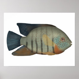 Red Tiger Severum Poster