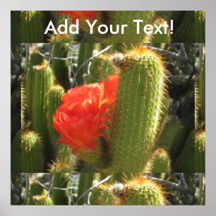 Red Torch Cactus Poster