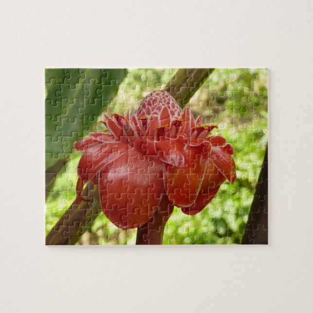 Red Torch Ginger Tropical Flower Fotografie (Horizontal)