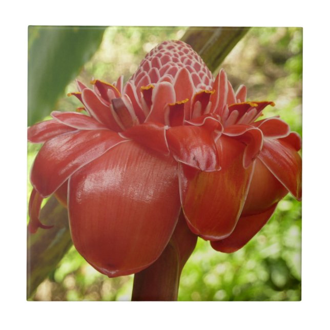 Red Torch Ginger Tropical Flower Fotografie Fliese (Vorderseite)