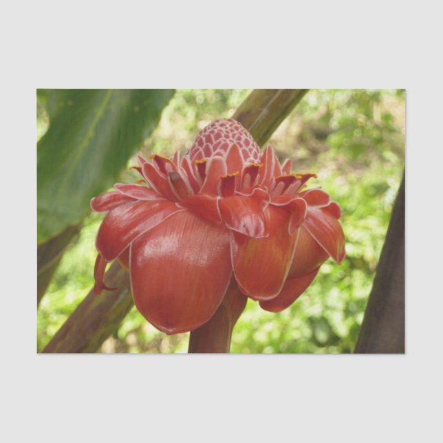 Red Torch Ginger Tropical Flower Fotografie Seidenpapier (Vorderseite)