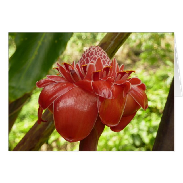Red Torch Ginger Tropical Flower Photographie (Devant horizontal)