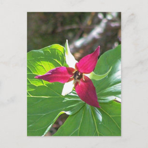 Red Trillium Blume Postkarte