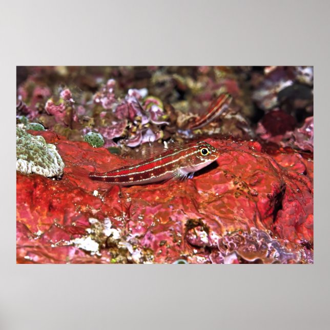 Red Triplefin Poster (Vorne)