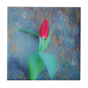 Red Tulip auf Blue Gray Slate Fliese