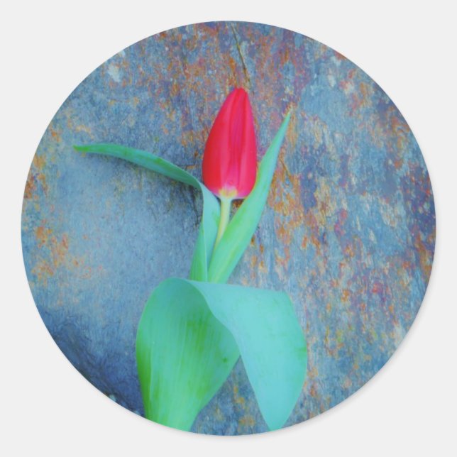 Red Tulip auf Blue Gray Slate Runder Aufkleber (Vorderseite)