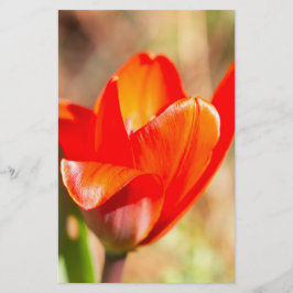 Red Tulip Blossom Briefpapier