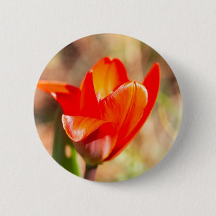 Red Tulip Blossom Button