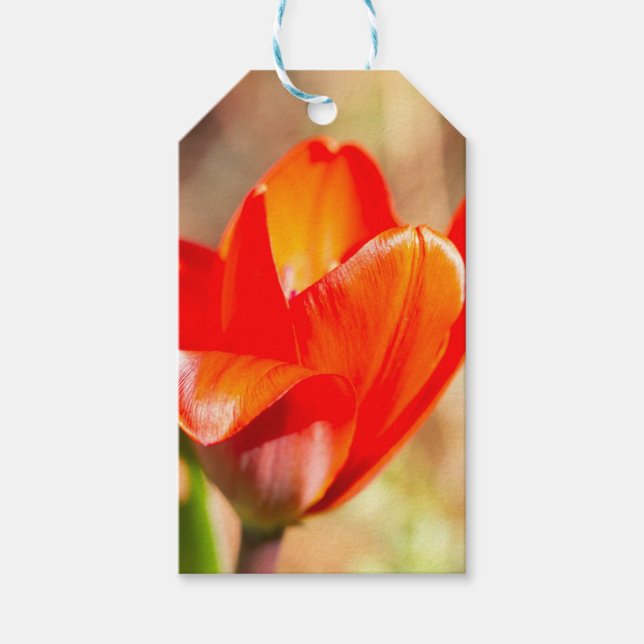 Red Tulip Blossom Geschenkanhänger (Vorderseite)