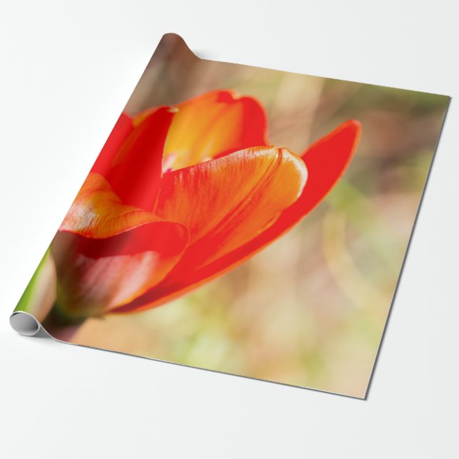 Red Tulip Blossom Geschenkpapier (Ungerollt)