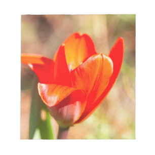 Red Tulip Blossom Notizblock