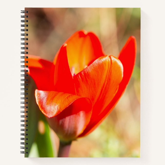 Red Tulip Blossom Notizbuch (Vorderseite)