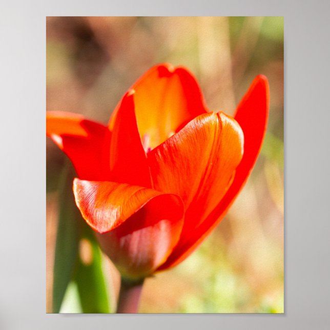 Red Tulip Blossom Poster (Vorne)
