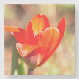 Red Tulip Blossom Steinuntersetzer
