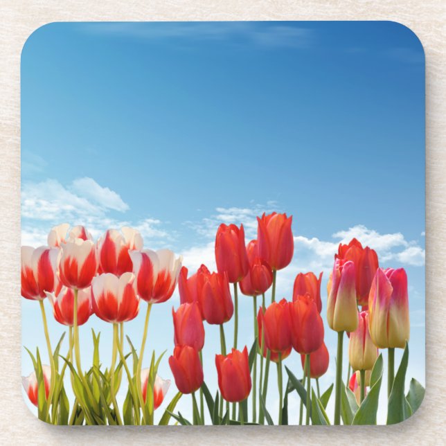 Red Tulip Blume-30247 Getränkeuntersetzer (Vorderseite)