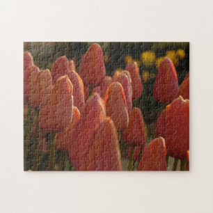 Red Tulip Blume Creative