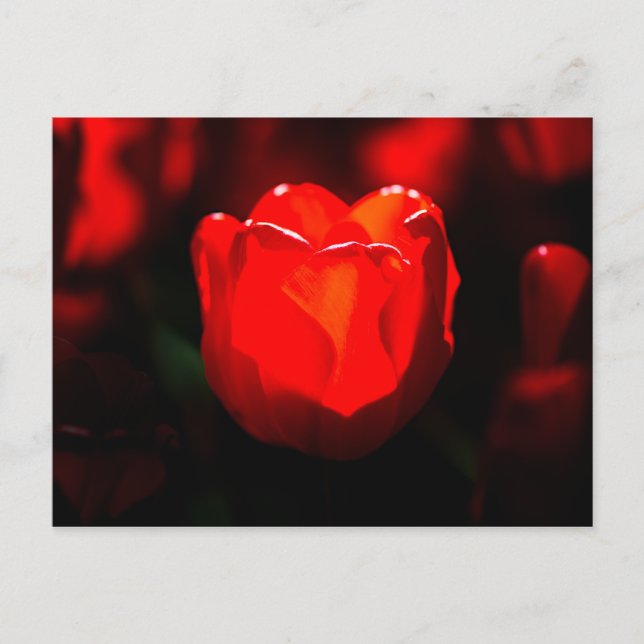 Red Tulip Blume - Feuer Postkarte (Vorderseite)