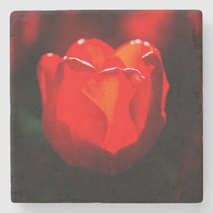 Red Tulip Blume - Feuer Steinuntersetzer