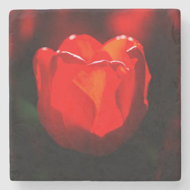 Red Tulip Blume - Feuer Steinuntersetzer (Vorderseite)