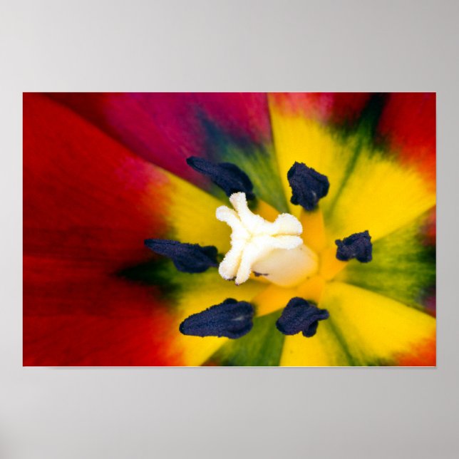 Red Tulip Blume Poster (Vorne)