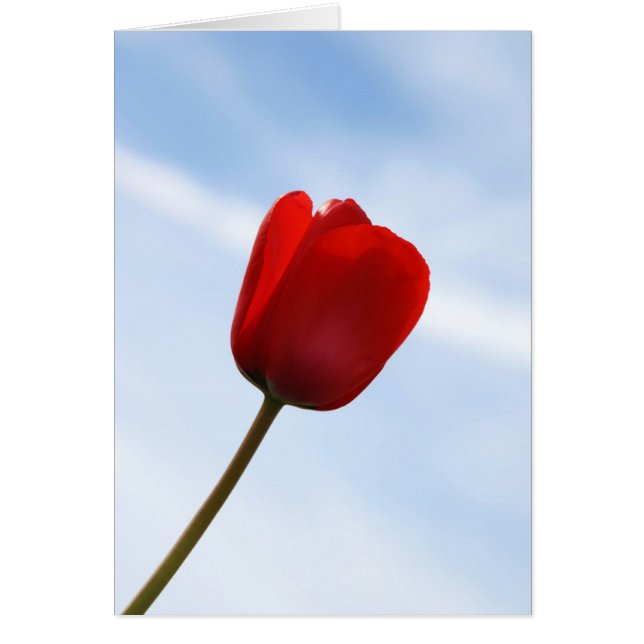 Red Tulip Card (Vorne)