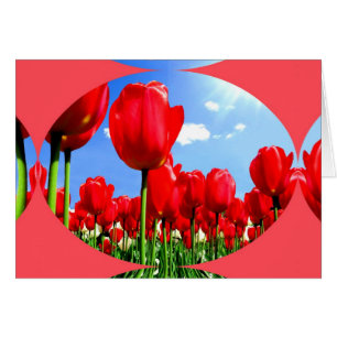 Red Tulip Delight