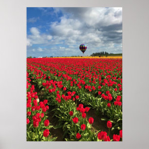 Red Tulip Field mit Hot Air Ballon Poster