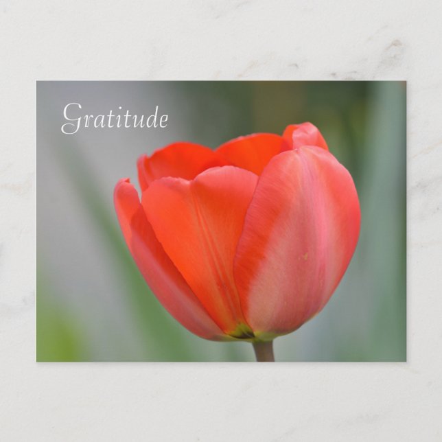 Red Tulip Floral Dankbarkeit Postkarte (Vorderseite)