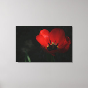 Red Tulip Leinwanddruck