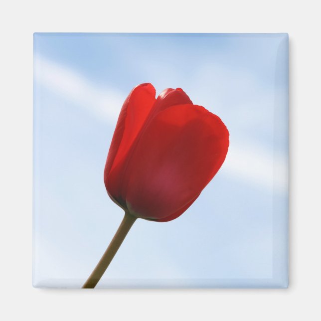 Red Tulip Magnet (Vorne)