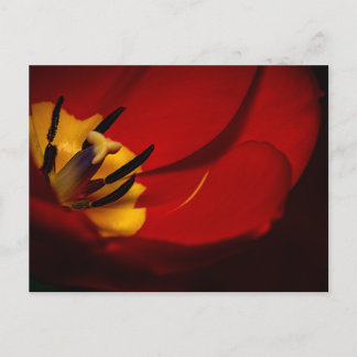 Red Tulip Post Card Postkarte