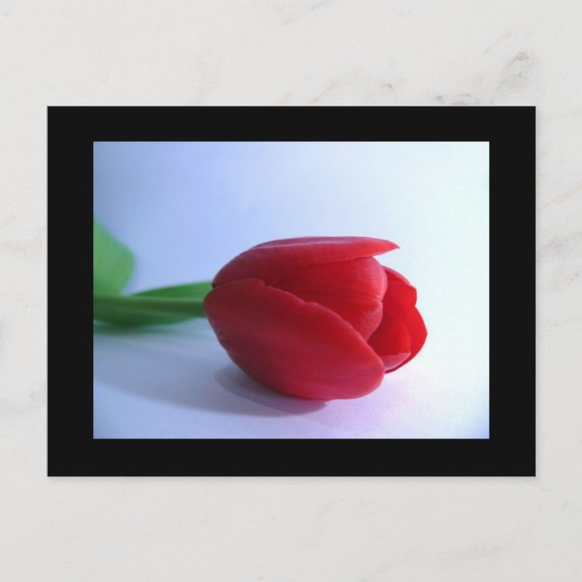 Red Tulip Post Card Postkarte (Vorderseite)
