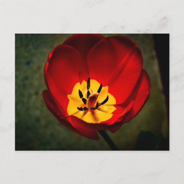 Red Tulip Post Card Postkarte (Vorderseite)