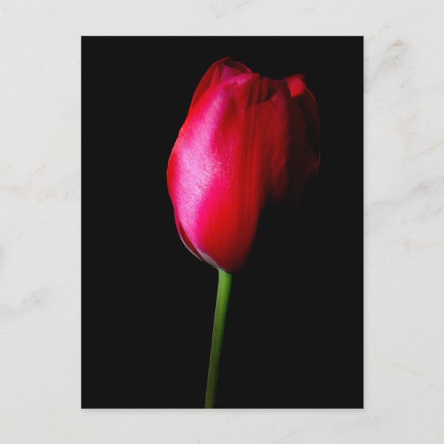 Red Tulip Postcard Postkarte (Vorderseite)