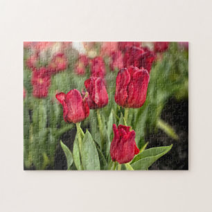 Red Tulips