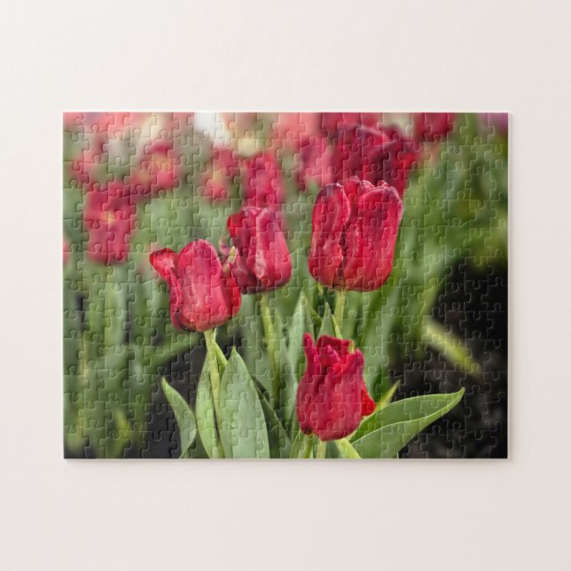 Red Tulips (Horizontal)