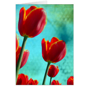 Red Tulips