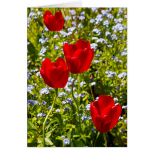 Red Tulips