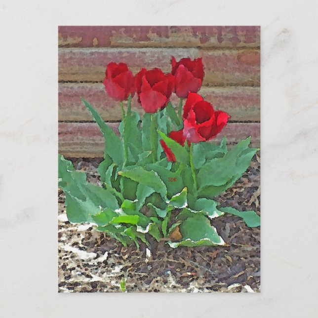 Red Tulips Art Postkarte (Vorderseite)